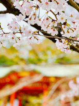 桜 桜 城山公園,桜,千葉県の写真素材