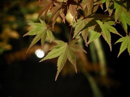 もみじのライトアップ もみじのライトアップの写真