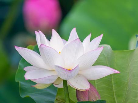 ハスの花 ハスの花 ハス,蓮,花の写真素材