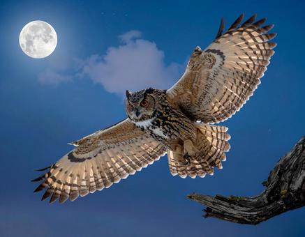 夜空を飛ぶミミズクと満月 夜空を飛ぶミミズクと満月の写真