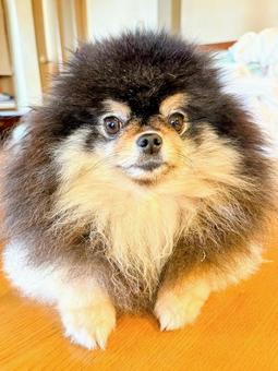 ポメラニアン正面顔 ポメラニアン正面顔の写真