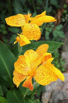 カンナの花開花 カンナの花開花の写真