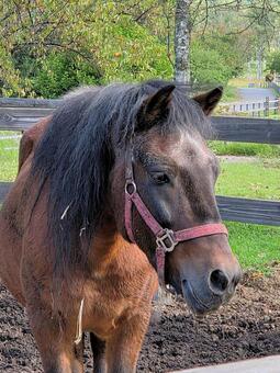 初秋の開田高原放牧場の木曽馬 木曽馬,干支,午年の写真素材