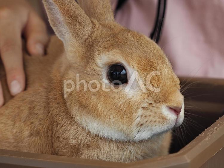 うさぎの横顔 うさぎ,ウサギ,ペットの写真素材
