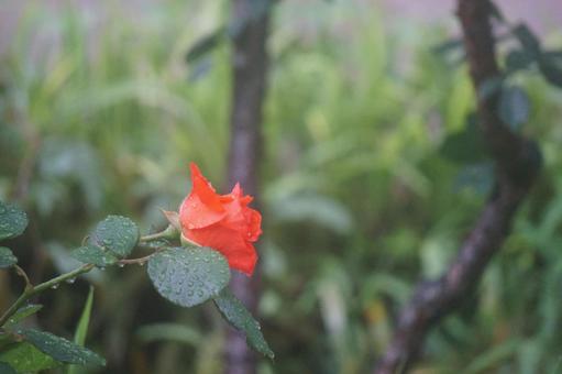 薔薇 薔薇の写真