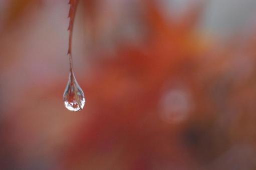 水滴の中の紅葉 水滴の中の紅葉 水滴,モミジ,紅葉の写真素材
