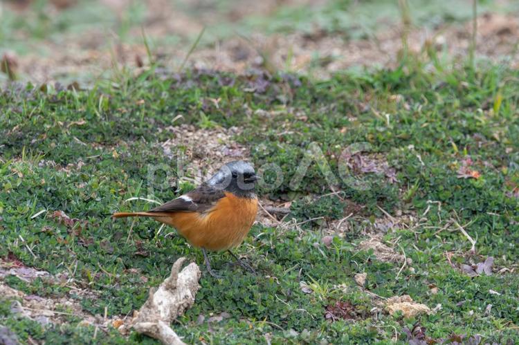 草地で佇むジョウビタキのオス ジョウビタキ,野鳥,鳥の写真素材