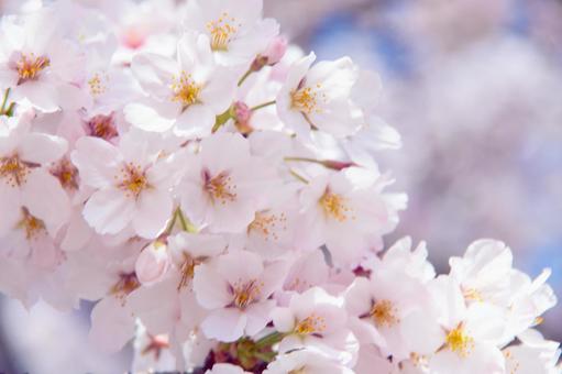 ほわほわ桜 ほわほわ桜の写真