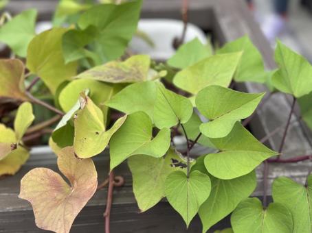 プランターで育つさつまいもの葉の写真