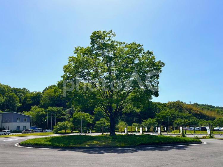 一本の木 大木,木,一本の写真素材