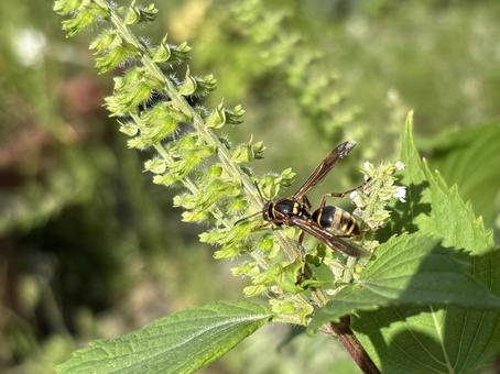 紫蘇の花とコアシナガバチ 05 紫蘇の花とコアシナガバチ 05 コアシナガバチ,小脚長蜂,青ジソの写真素材