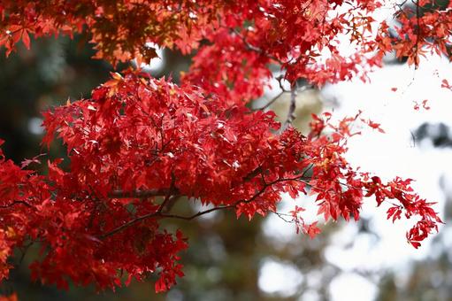 紅葉 紅葉 紅葉,赤,落葉樹の写真素材