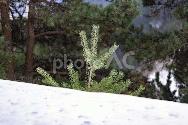 雪解けした斜面から出てきた植物 松,若木,針葉樹の写真素材