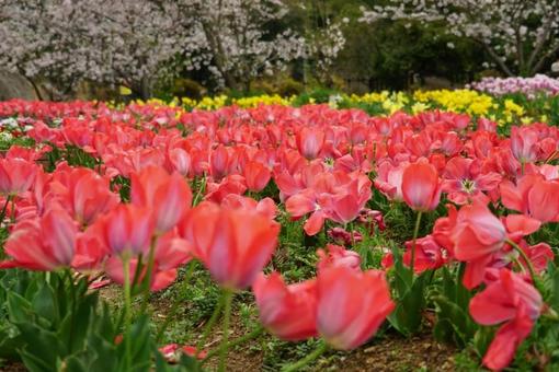 Spring flower fields and blooming tulips, JPG