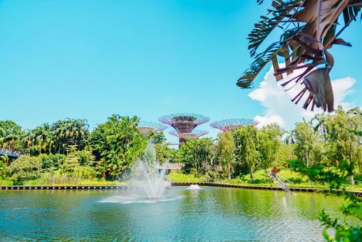 【シンガポール】スーパーツリー 【シンガポール】スーパーツリー シンガポール,ベイフロント,singaporeの写真素材