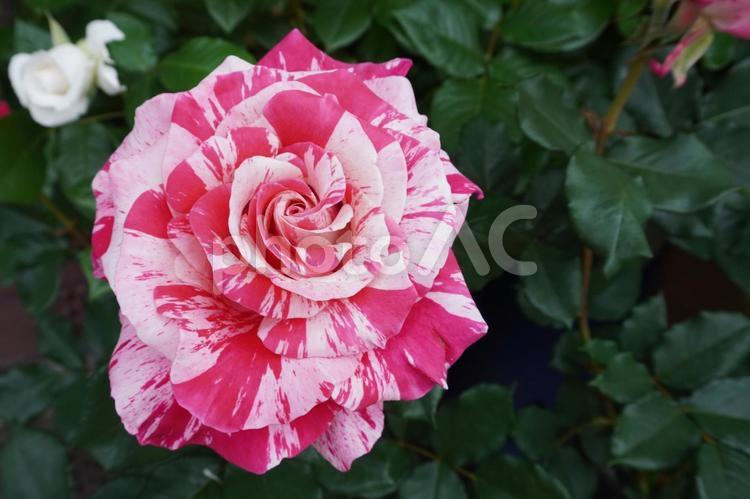 クレイジートゥ02 薔薇,バラ,花の写真素材