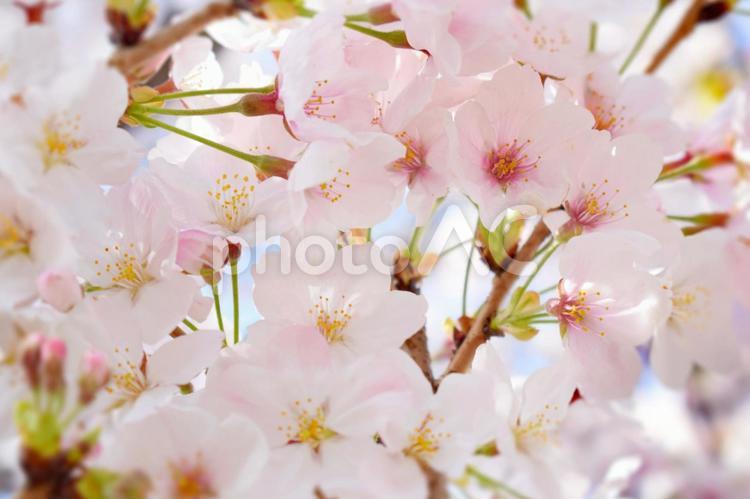 たくさんの桜の花 サクラ,桜,木の写真素材