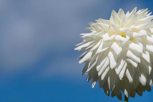 白いダリア ダリア,花,マクロの写真素材