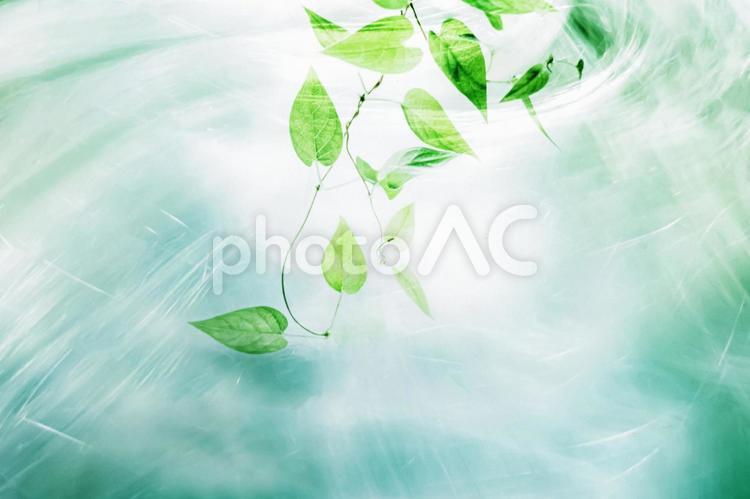 木漏れ日1 春,若葉,植物の写真素材