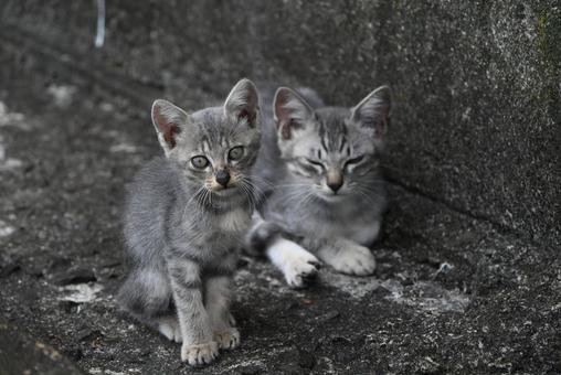 走島のにゃんこ達 走島のにゃんこ達 哺乳類,癒される,猫の写真素材
