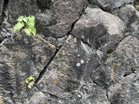 擁壁に雑草 擁壁,さつまいも属,ヒルガオ科の写真素材