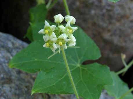 Photo, sicyos angulatus, জঞ্জাল মিষ্টি আলু, শ্যামলিমা, 
