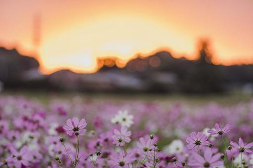 朝焼けのコスモス畑 朝焼けのコスモス畑の写真