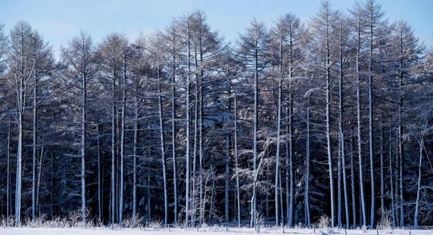 樹氷の森の深い静寂 樹木,冬,霧氷の写真素材