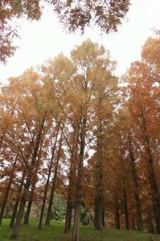 紅葉 紅葉,秋,黄色の写真素材