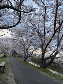 桜並木 桜並木 サクラ,桜,桜並木の写真素材