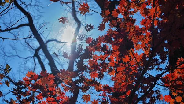 榛名山の紅葉 紅葉,アウトドア,登山の写真素材