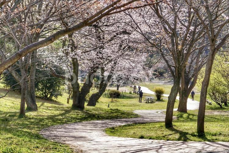 朝の光を浴びる桜 桜,花見,春の写真素材