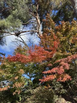 晩秋の小坂田の紅葉（長野県塩尻市） 塩尻市,長野県,信州の写真素材