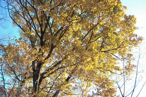 黄色く色づくどんぐりの木 秋,木,どんぐりの木の写真素材