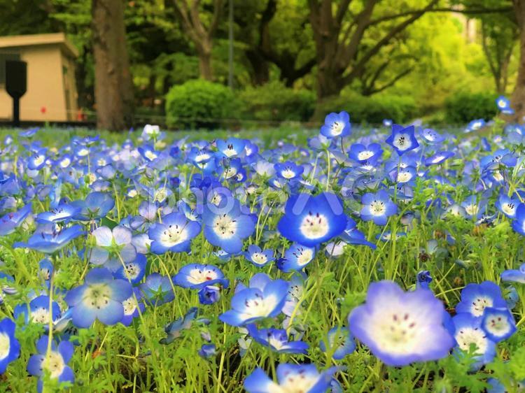 日比谷公園のネモフィラ 可憐,素敵,草の写真素材