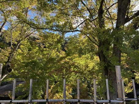 初紅葉 初紅葉,もみじ,紅葉の写真素材