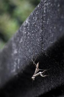カマキリ 昆虫,カマキリ,ブロック塀の写真素材
