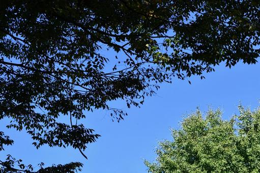 Photo, autumn leaves, autumn, blue sky, 