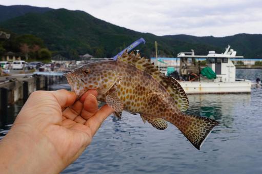 釣魚　オオモンハタ・漁港背景 魚,オオモンハタ,魚釣りの写真素材