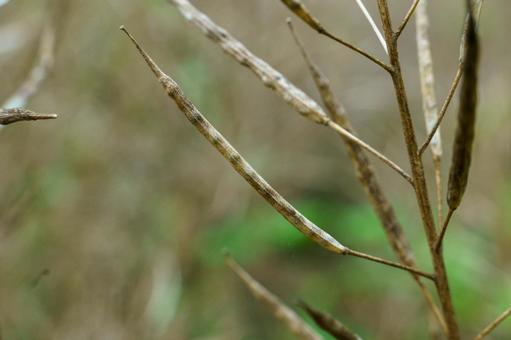 弾け飛ぶ前の菜の花の種 弾け飛ぶ前の菜の花の種の写真
