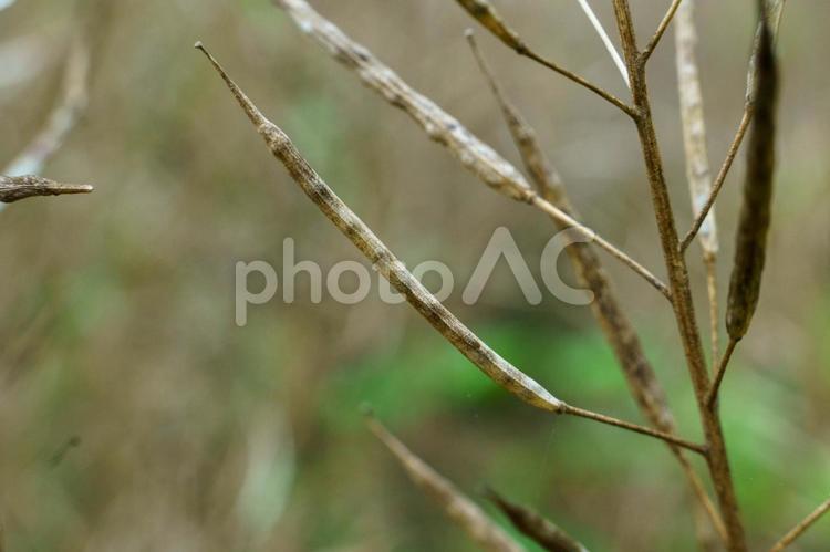 弾け飛ぶ前の菜の花の種 自然,植物,動物の写真素材