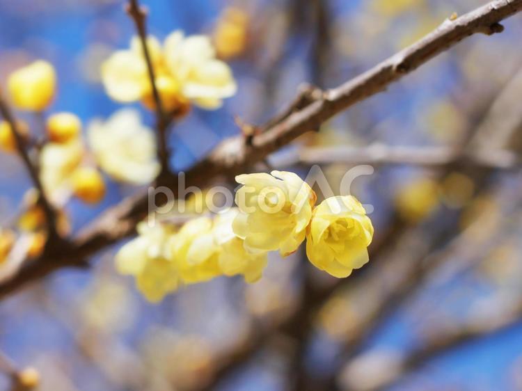 蝋梅の花 ロウバイ,蝋梅,春の写真素材