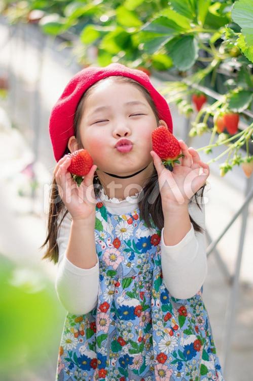 いちご狩りをする子供 いちご,いちご狩り,笑顔の写真素材