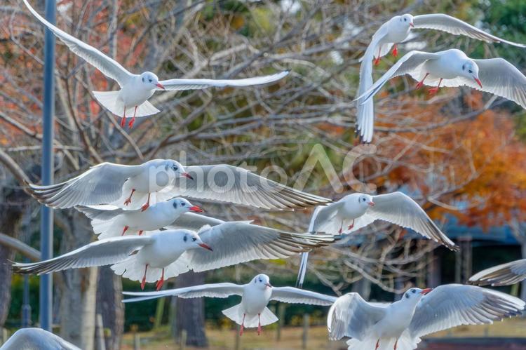 秋の公園を飛び交うユリカモメの群れ ユリカモメ,鳥,野鳥の写真素材