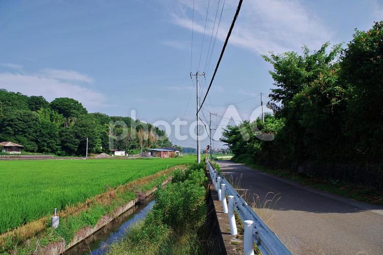  水田のある夏の田舎の風景 田園風景,田園,水田の写真素材