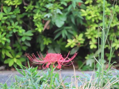 彼岸花 9月,秋,彼岸花の写真素材