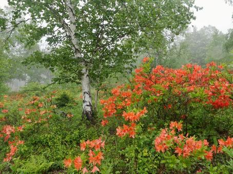 霧の白樺林とレンゲツツジ 霧の白樺林とレンゲツツジの写真