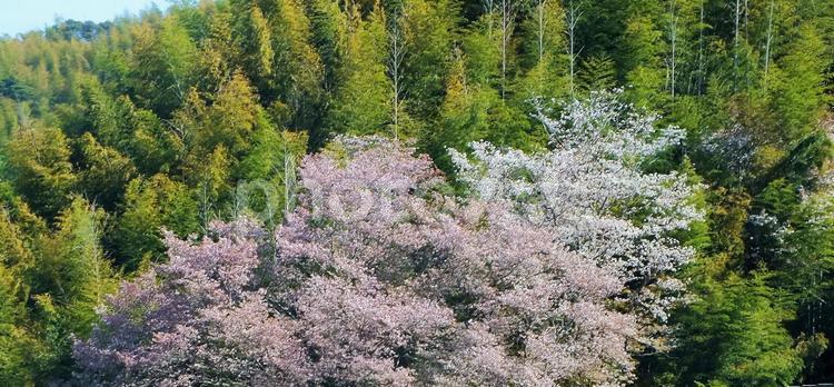 黄緑色の竹が囲むピンクと白の桜満開 桜,竹,桜の木の写真素材