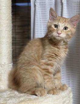 茶トラの子猫 茶トラの子猫 茶トラ,子猫,猫の写真素材