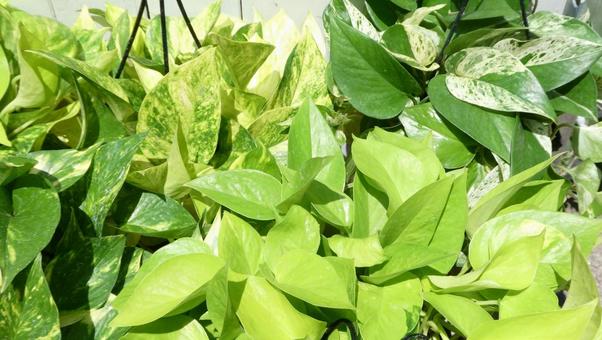 ポトスの葉 観葉植物 グリーン ポトスの葉 観葉植物 グリーンの写真